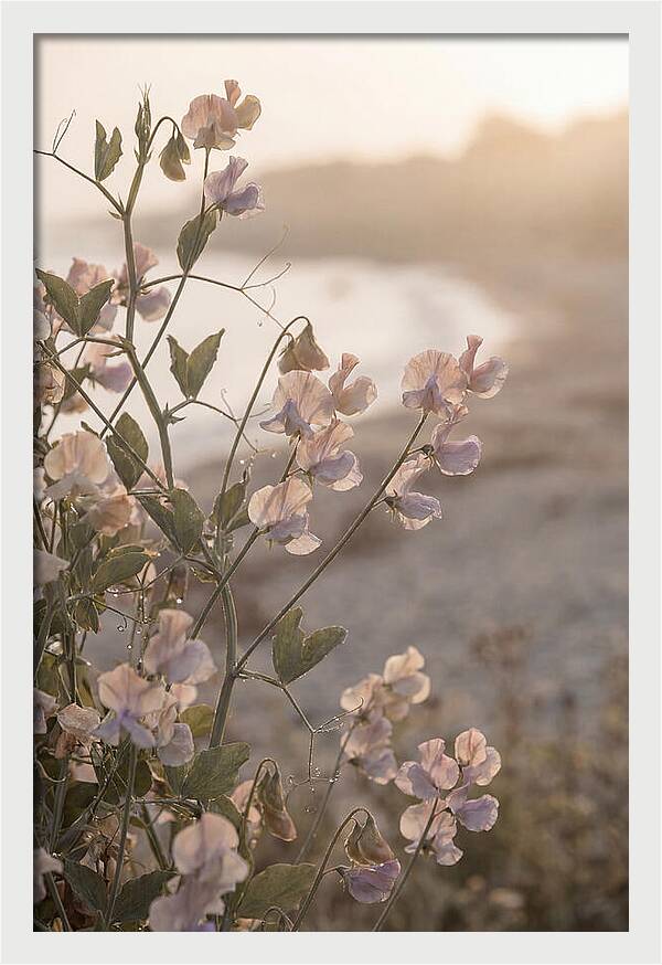 Sweet Pea Vine Serenity
