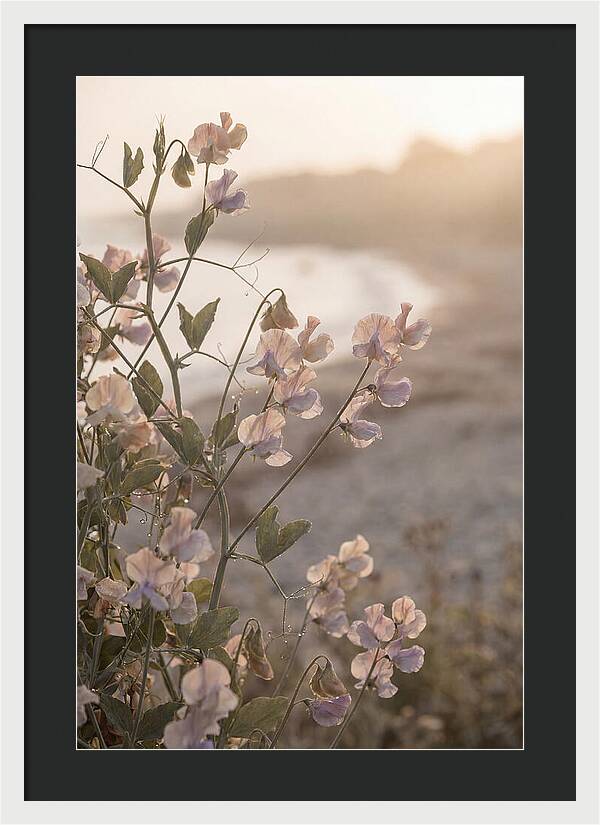 Sweet Pea Vine Serenity