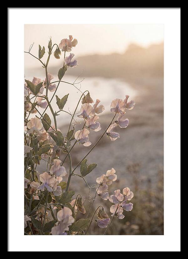 Sweet Pea Vine Serenity
