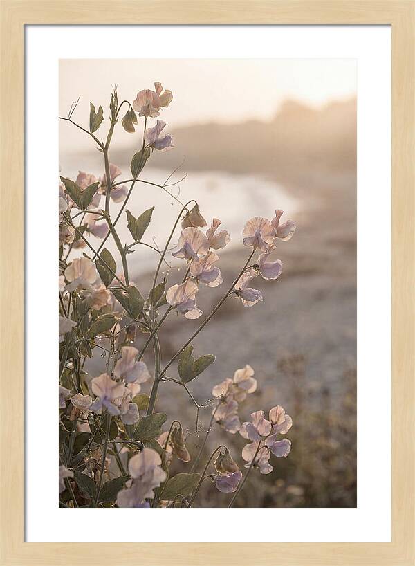 Sweet Pea Vine Serenity