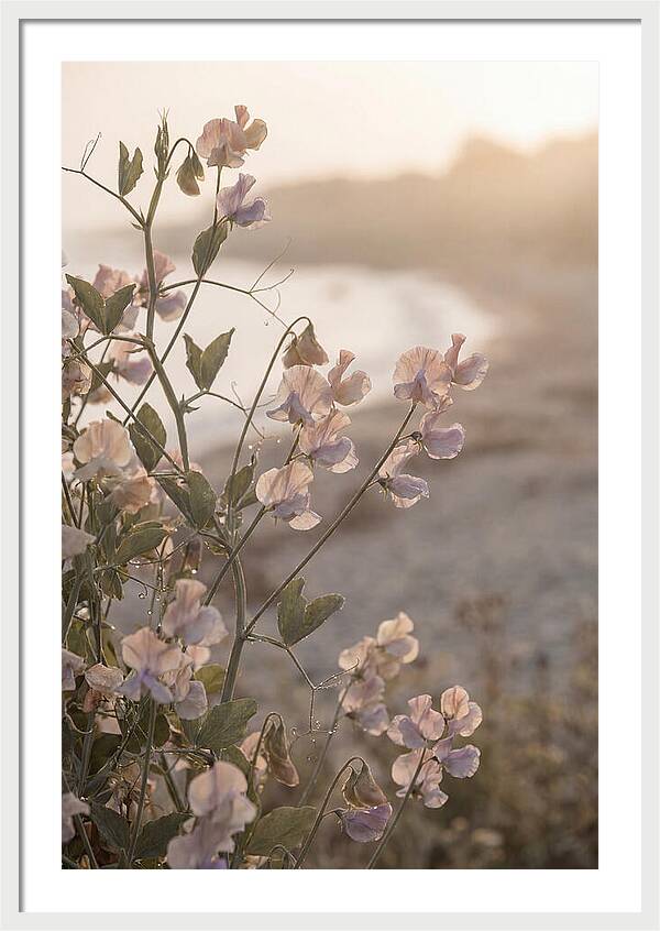 Sweet Pea Vine Serenity
