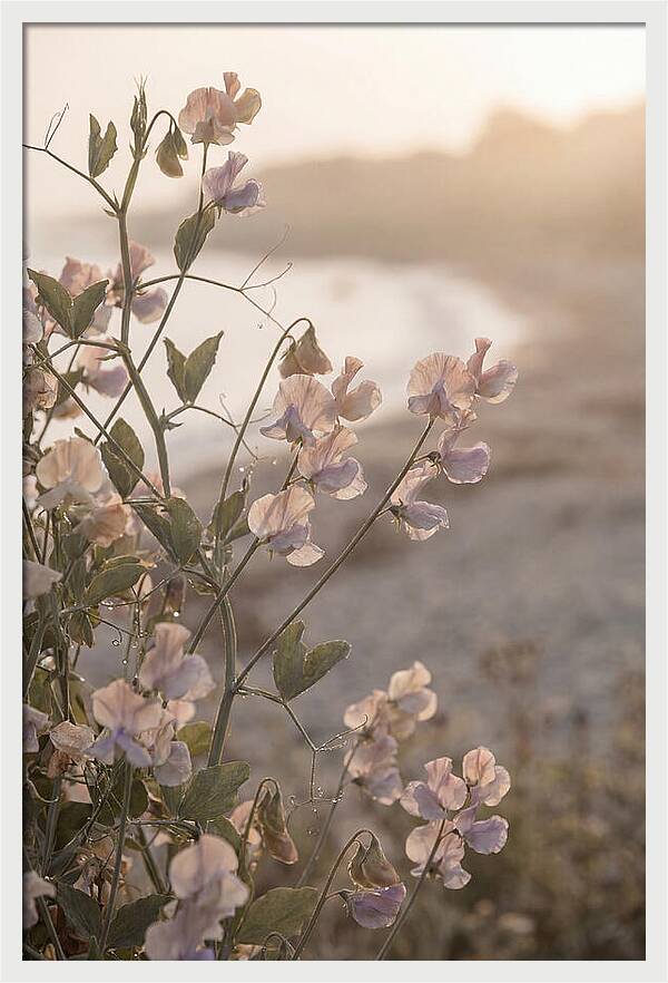 Sweet Pea Vine Serenity