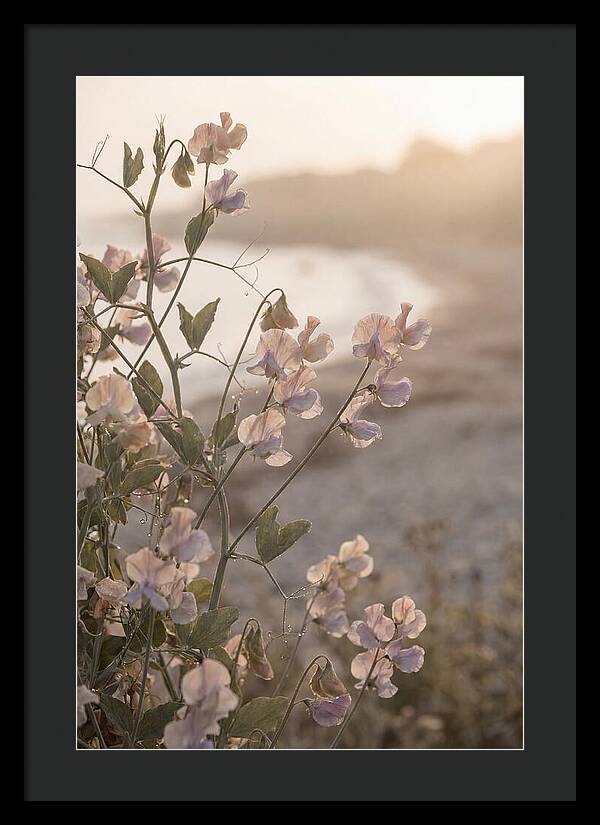 Sweet Pea Vine Serenity