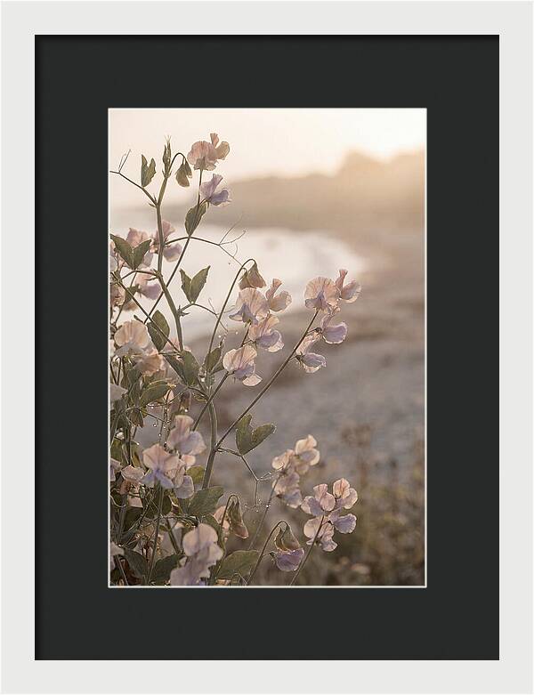 Sweet Pea Vine Serenity