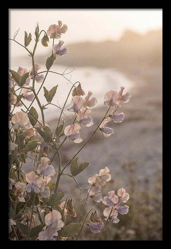 Sweet Pea Vine Serenity