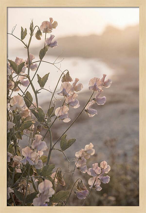 Sweet Pea Vine Serenity