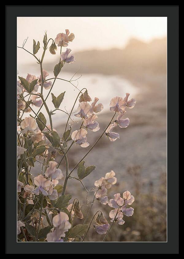 Sweet Pea Vine Serenity