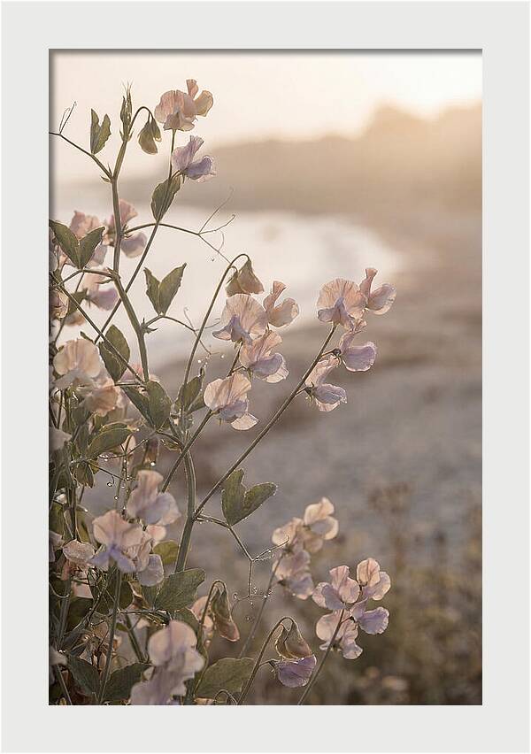 Sweet Pea Vine Serenity