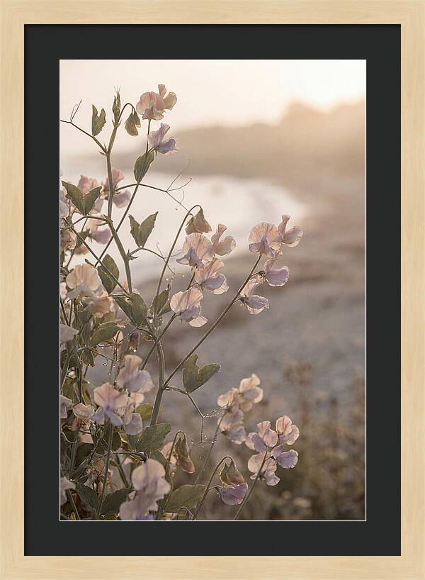 Sweet Pea Vine Serenity
