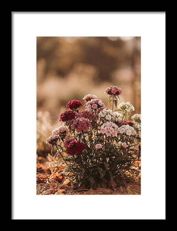 Sweet William Clump In Mixed Reds
