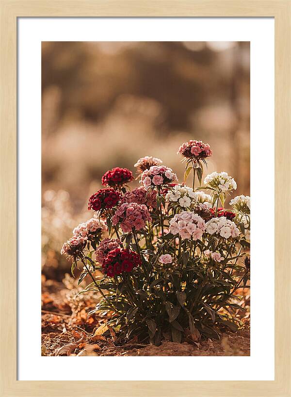 Sweet William Clump In Mixed Reds
