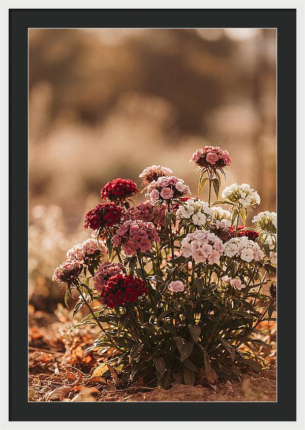 Sweet William Clump In Mixed Reds