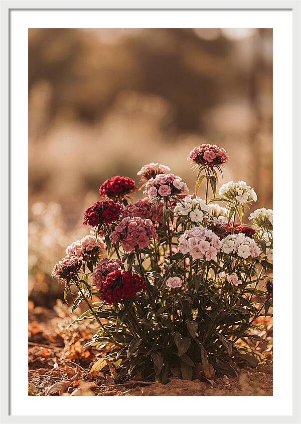 Sweet William Clump In Mixed Reds