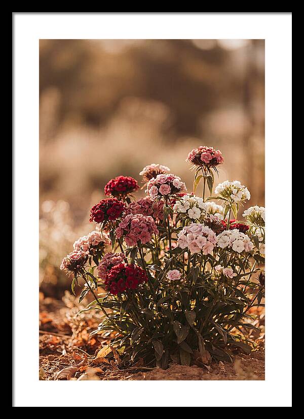 Sweet William Clump In Mixed Reds