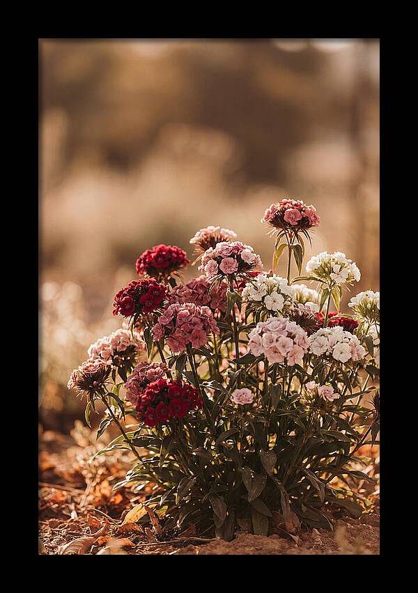 Sweet William Clump In Mixed Reds