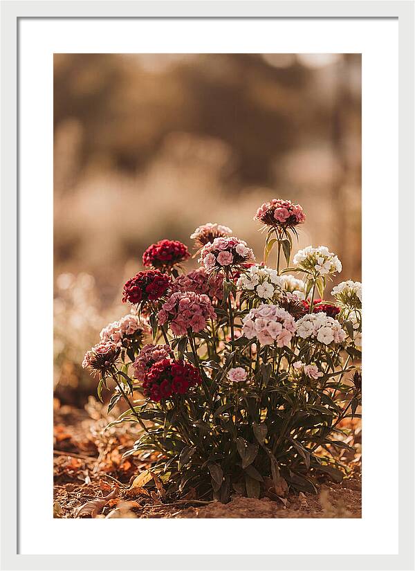 Sweet William Clump In Mixed Reds