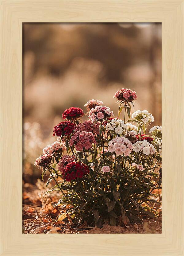 Sweet William Clump In Mixed Reds