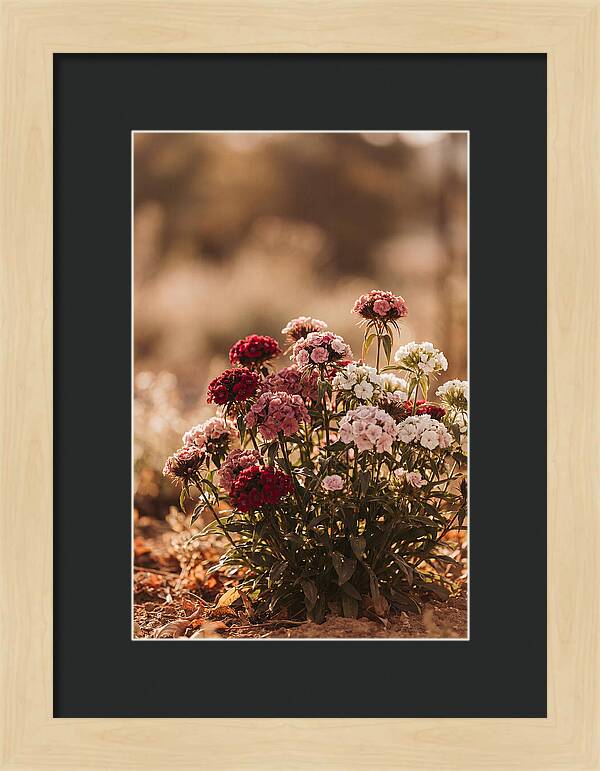 Sweet William Clump In Mixed Reds