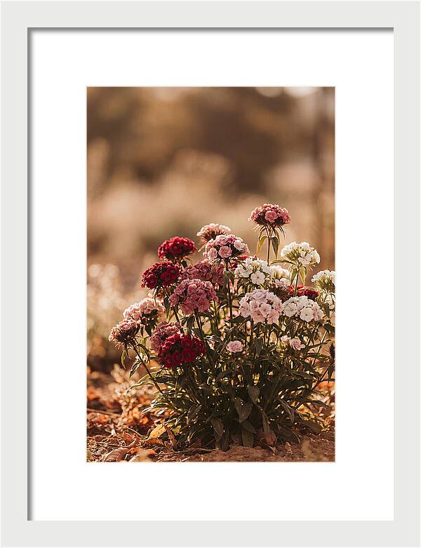 Sweet William Clump In Mixed Reds