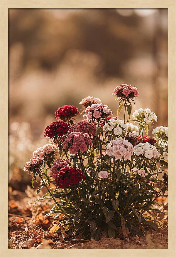 Sweet William Clump In Mixed Reds