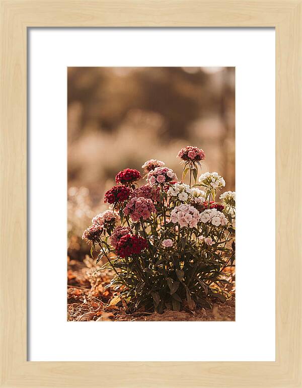 Sweet William Clump In Mixed Reds