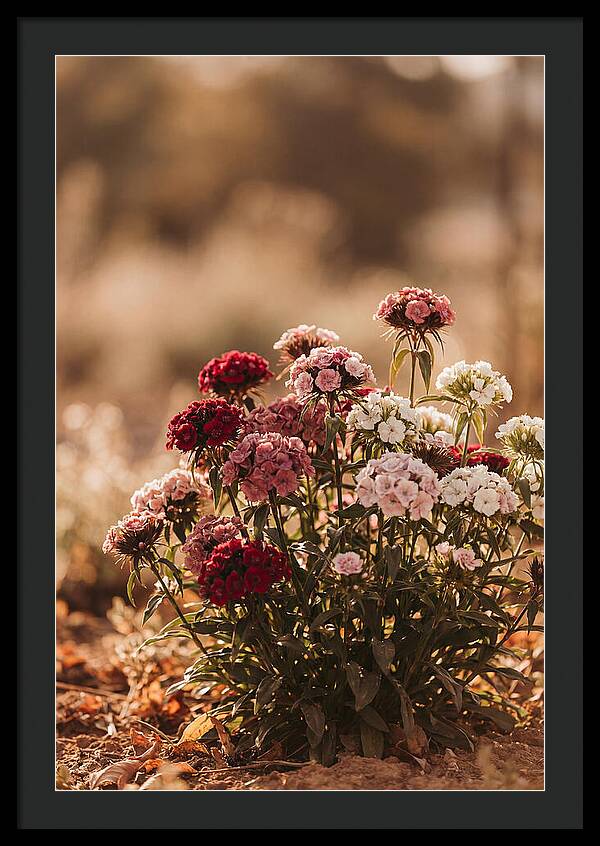 Sweet William Clump In Mixed Reds