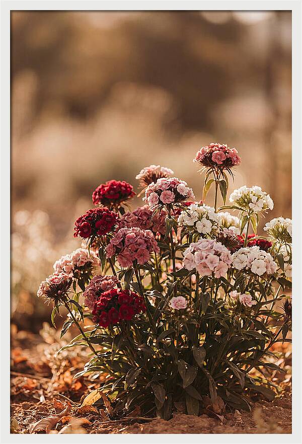 Sweet William Clump In Mixed Reds