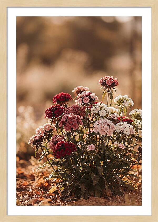 Sweet William Clump In Mixed Reds