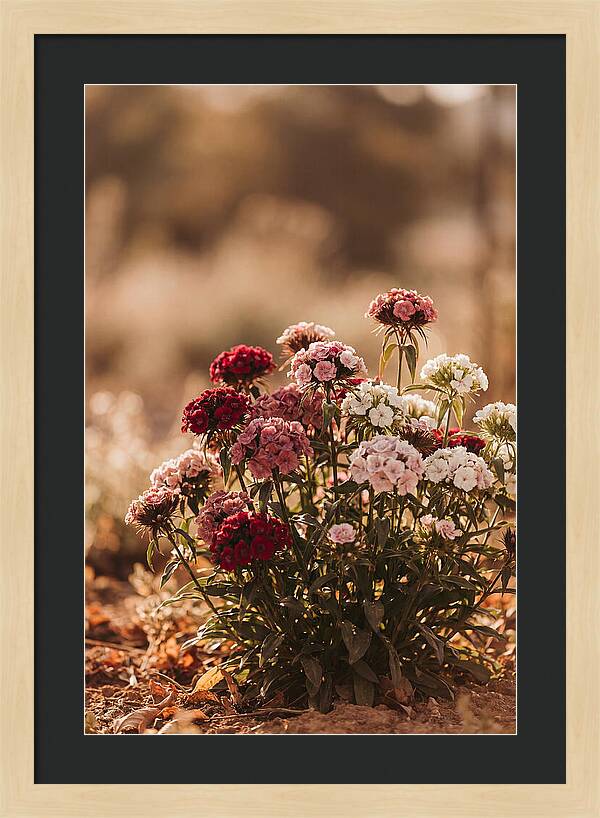 Sweet William Clump In Mixed Reds
