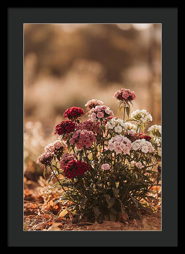 Sweet William Clump In Mixed Reds
