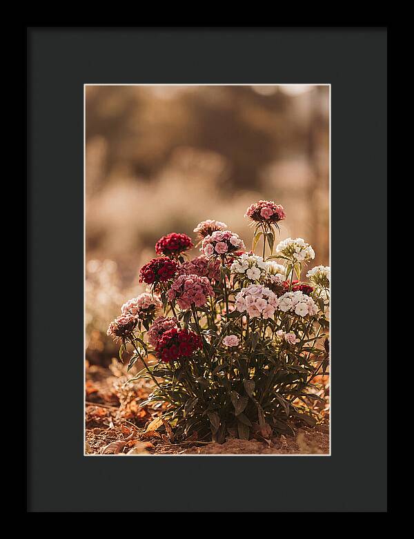 Sweet William Clump In Mixed Reds