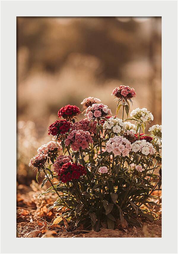 Sweet William Clump In Mixed Reds