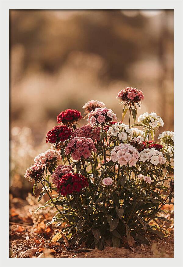 Sweet William Clump In Mixed Reds