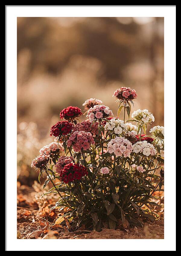 Sweet William Clump In Mixed Reds