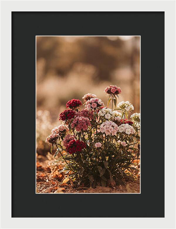 Sweet William Clump In Mixed Reds