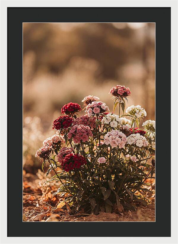 Sweet William Clump In Mixed Reds