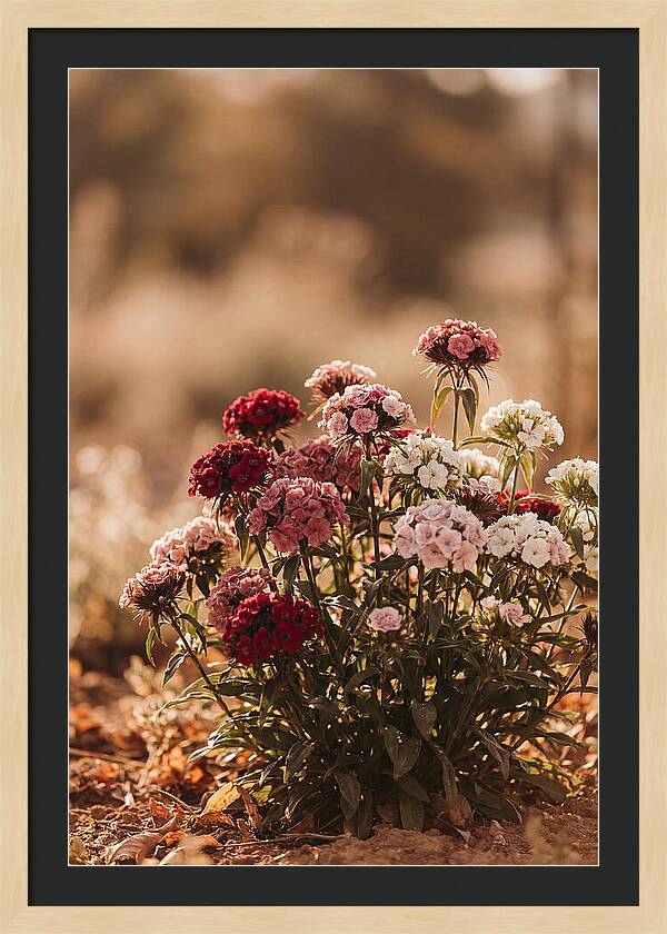 Sweet William Clump In Mixed Reds