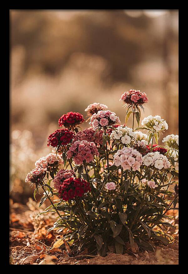 Sweet William Clump In Mixed Reds