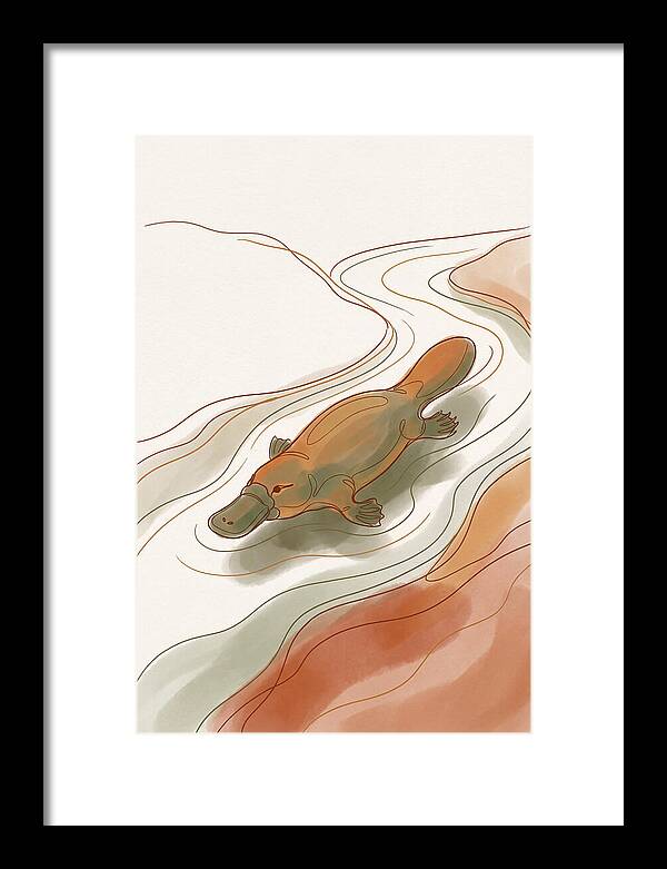 Swimming Platypus In Australian Waters