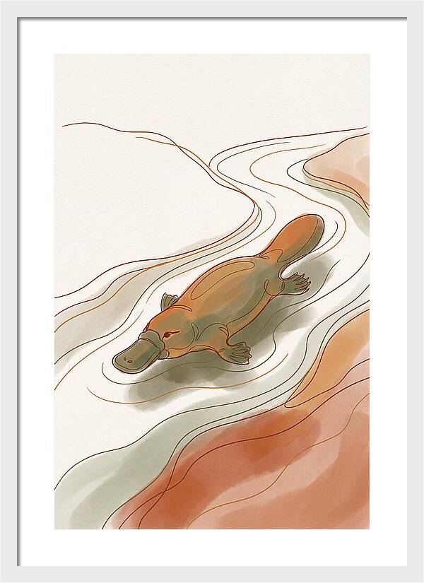 Swimming Platypus In Australian Waters