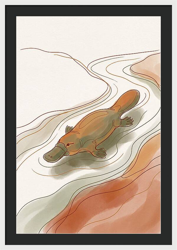 Swimming Platypus In Australian Waters