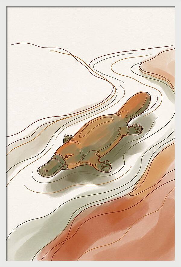 Swimming Platypus In Australian Waters