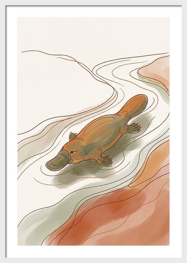 Swimming Platypus In Australian Waters
