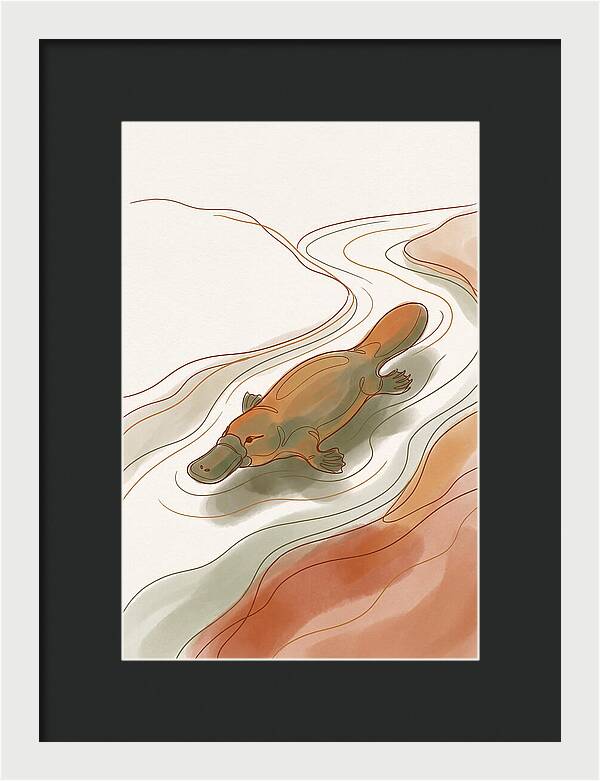 Swimming Platypus In Australian Waters