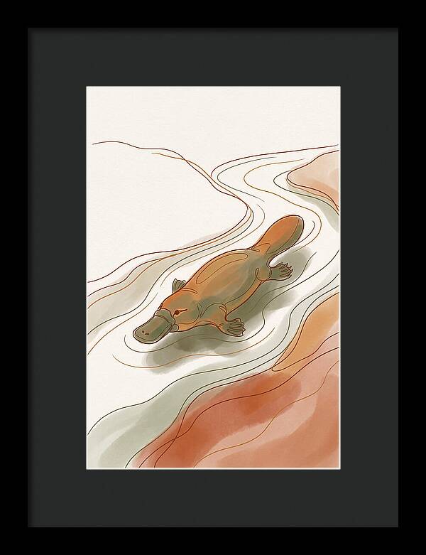 Swimming Platypus In Australian Waters