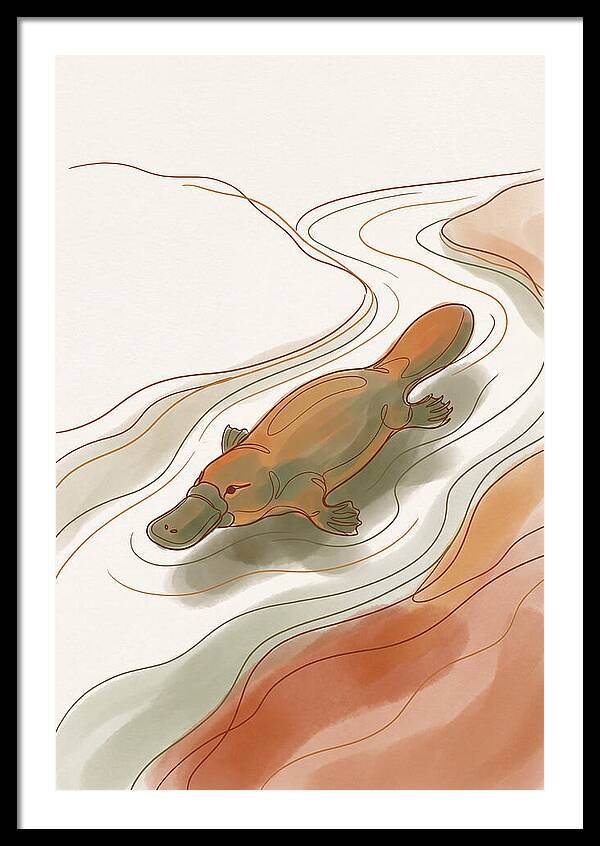 Swimming Platypus In Australian Waters