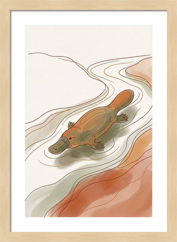 Swimming Platypus In Australian Waters
