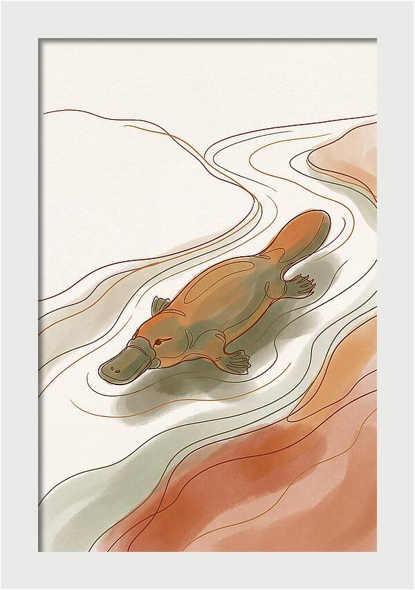 Swimming Platypus In Australian Waters