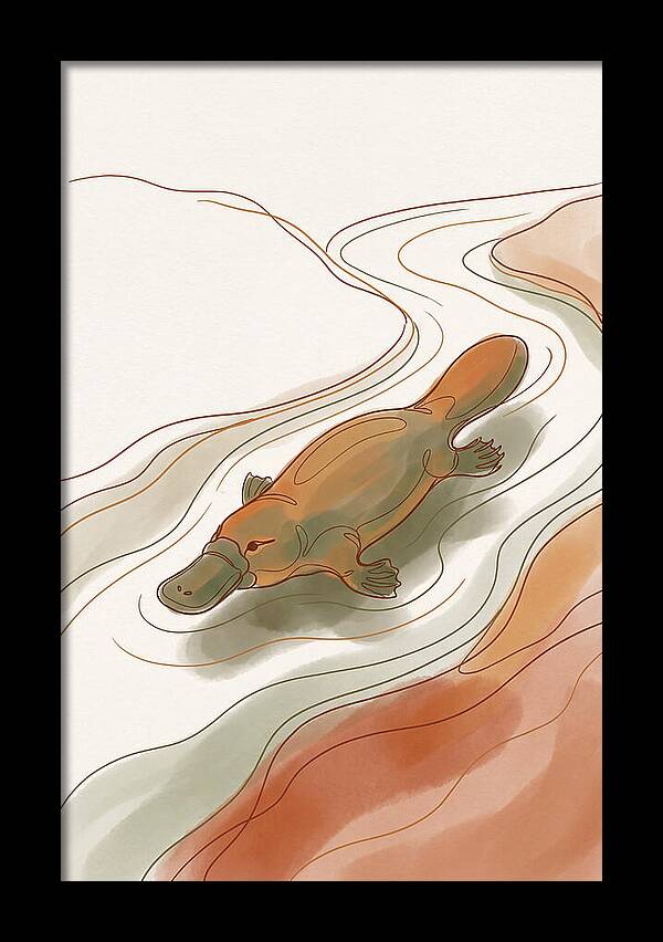 Swimming Platypus In Australian Waters