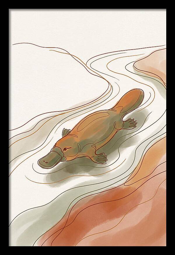 Swimming Platypus In Australian Waters